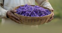 Farmer holding wicker basket filled with fresh purple lavender flowers, harvested blooms ready for culinary, cosmetic, or aromatherapy use.