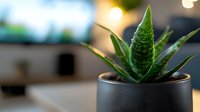 Succulent aloe vera plant in modern black ceramic pot against blurred background with warm bokeh lights, fresh green leaves for home decor and wellness concept.