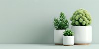 Modern minimalist home decor with green succulents and small plants in white ceramic pots arranged on clean surface against sage green wall background.