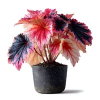 Colorful begonia plant with vibrant pink purple and coral leaves in black pot isolated on white background for home decor and gardening projects.