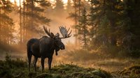 Majestic bull moose with large antlers standing in misty forest during golden hour sunrise, creating dramatic wildlife scene in natural habitat.