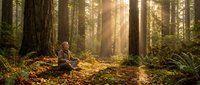 Young woman meditating peacefully in sunlit redwood forest with golden light rays streaming through tall trees, surrounded by ferns and moss-covered ground.