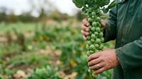 Farmer holding fresh green hops cluster in field during harvest season. Agricultural produce ready for brewing industry use.