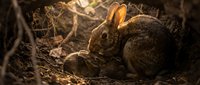 Wild rabbit mother with baby bunny in natural forest habitat among fallen branches and autumn leaves during golden hour lighting.
