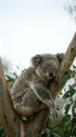 Sleepy koala resting on eucalyptus tree branch in natural habitat. Wild marsupial clinging to wooden limb surrounded by green leaves against soft sky background.