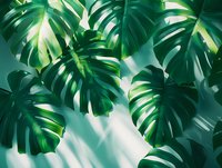 Fresh monstera deliciosa leaves casting soft shadows on light background, vibrant tropical foliage pattern creates natural depth and texture for botanical designs.
