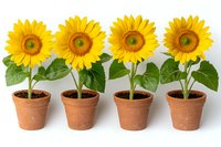 Four bright yellow sunflowers in terracotta pots arranged in row on white background. Each plant has large green leaves and stands upright in natural clay container.