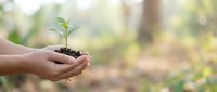 Hands holding young seedling with soil in natural outdoor setting, symbolizing growth, environmental care, and sustainable development for eco-friendly projects.