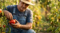 Senior farmer in straw hat and denim overalls carefully harvesting fresh red tomatoes in sunny organic garden during golden hour agricultural season.