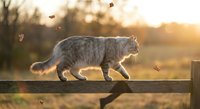 Gray tabby cat walking on wooden fence during golden hour sunset with autumn leaves falling around creating peaceful outdoor scene.
