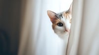 Curious white and orange tabby kitten peeking from behind cream curtains with bright green eyes in cozy indoor setting for pet and home decor concepts.