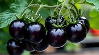 Dark purple tomatoes growing on vine with green leaves in garden, fresh organic produce showing unique variety of heirloom vegetable. Natural sunlight highlights glossy skin.