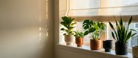 Indoor houseplants in terracotta and ceramic pots arranged on sunny windowsill creating cozy home garden atmosphere for interior design and decor.