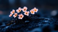 Delicate pink wildflowers growing through dark soil at dusk, with water droplets creating magical bokeh effect in moody nature macro photography.