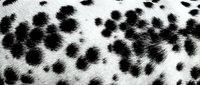 Spotted animal fur texture with black markings on white background, suitable for fashion, textile, and design projects.