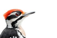Close-up portrait of pileated woodpecker head with distinctive red crest and black and white feather pattern against white background, isolated wildlife study.
