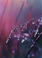 Delicate grass blade with morning dew drops against dreamy purple and pink bokeh background, creating ethereal natural macro scene.