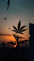 Silhouette of cannabis plant against dramatic sunset sky with flying birds, creating moody atmospheric nature scene. For wellness and alternative medicine concepts.