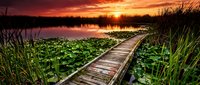 Wooden boardwalk over lily pad marsh at dramatic red sunset, reflecting warm golden light on calm water surrounded by lush green reeds.