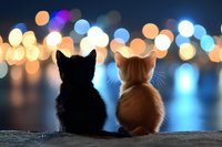 Black and ginger kittens sitting together watching city lights at night, silhouetted against blurred bokeh background creating romantic mood and friendship concept.