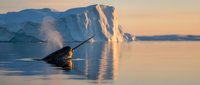 Narwhal swimming in Arctic waters at sunset with icebergs in background, showcasing marine wildlife in pristine polar environment during golden hour.