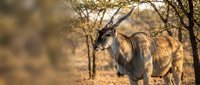 Majestic kudu antelope standing in golden savanna landscape with acacia trees during warm sunset light creating natural wildlife photography composition.