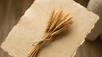 Dried wheat bunch tied with twine resting on rustic handmade paper, warm natural tones, harvest and autumn concept for cards and decor.