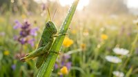 Green grasshopper perched on blade of grass in sunny wildflower meadow with purple and yellow blooms creating natural bokeh background during golden hour.