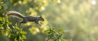 Gray squirrel leaping between tree branches in golden sunlight with bokeh background for nature and wildlife photography projects.
