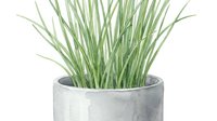 Potted ornamental grass plant in concrete planter isolated on white background, suitable for interior design, home decor, and botanical illustrations.