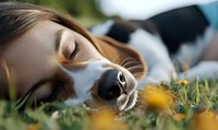 Sleeping Beagle dog lying in green grass with yellow wildflowers, close-up view focusing on nose and eyes, showing peaceful relaxation outdoors on sunny day.