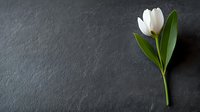 Single white tulip with green leaves on dark slate background, minimalist floral composition with copy space for text, cards and social media posts.