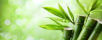 Fresh green bamboo stalks with lush leaves against soft bokeh background creating peaceful zen atmosphere for spa wellness meditation concepts.