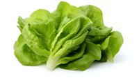 Fresh butter lettuce head with crisp green leaves isolated on white background, ready for salad preparation and food photography.