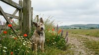 Adorable fluffy dog sitting by wooden fence with wildflowers in countryside meadow on cloudy summer day.