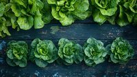 Fresh green butter lettuce heads arranged in rows on dark rustic wooden background, organic produce from above, farm to table concept for healthy eating.