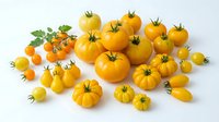 Fresh yellow and orange heirloom tomatoes variety collection isolated on white background for healthy cooking and organic farming concepts.