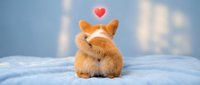 Adorable orange fluffy rabbit sitting on soft blue blanket with red heart above, perfect for romantic greeting cards and love-themed designs.