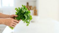 Fresh green parsley bunch held in hand against blurred kitchen background, suitable for cooking, recipe, and food styling projects.