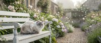 Fluffy gray and white cat resting on wooden bench in sunlit garden surrounded by blooming flowers and climbing vines, perfect for pet and lifestyle content.