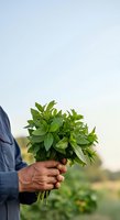 Farmer holding fresh green herb bunch in hand outdoors with blurred field background, agriculture and harvest concept for farming and gardening projects.