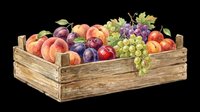Watercolor wooden crate filled with fresh peaches, plums, and grapes, isolated on transparent background. Great for stickers, print on demand, and T-shirt design.