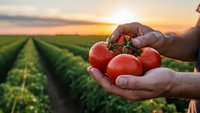 Farmer hands holding fresh ripe tomatoes at sunset in agricultural field. Organic farming harvest concept for healthy food production and sustainable agriculture.