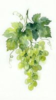 Watercolor green grapes cluster with vine leaves and tendrils isolated on white background for wine labels, kitchen decor and botanical designs.