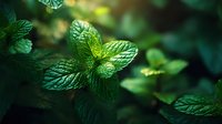 Fresh mint leaves with textured surface growing in garden, vibrant green color with water droplets glistening in soft natural light.
