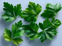 Fresh green parsley leaves scattered on gray background, close up view of aromatic culinary herbs. Natural organic cooking ingredients for healthy food.
