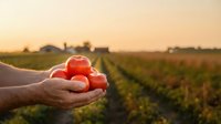 Farmer hands holding fresh red tomatoes at sunset in agricultural field with farm buildings in background for organic farming and harvest concepts.