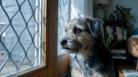 Small mixed breed dog with gray and brown fur sitting by window looking outside in cozy home interior with natural lighting and houseplants in background.