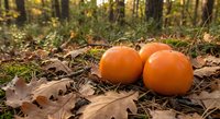 Two bright orange pumpkins resting on autumn forest floor covered with fallen brown leaves and moss, creating seasonal harvest atmosphere in woodland setting.