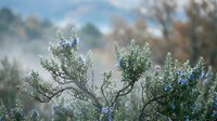 Rosemary herb plant with delicate blue flowers blooming in natural outdoor garden setting with soft blurred background for culinary and aromatherapy use.